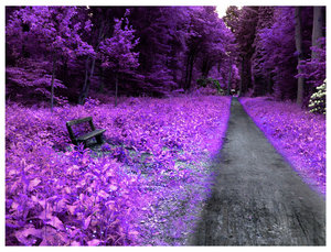 20070602023306-morado.jpg