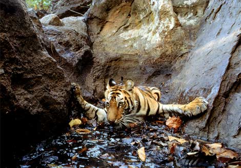 20080319170929-indian-tiger-dip-131221-ga.jpg